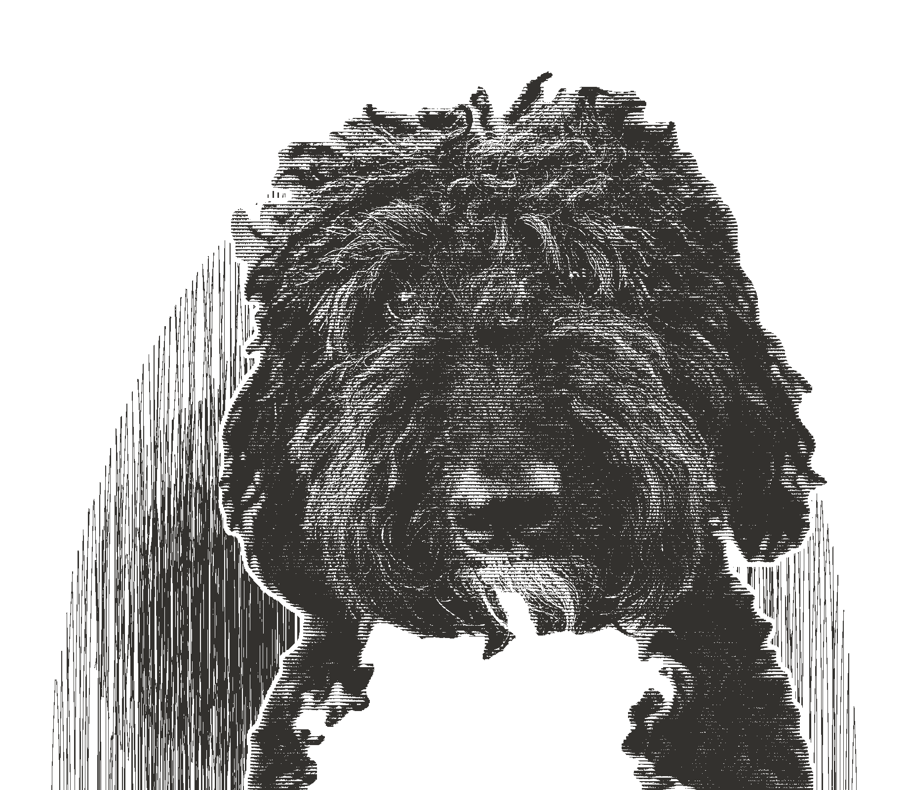 Line engraving of a black curly-coated dog, facing the viewer.