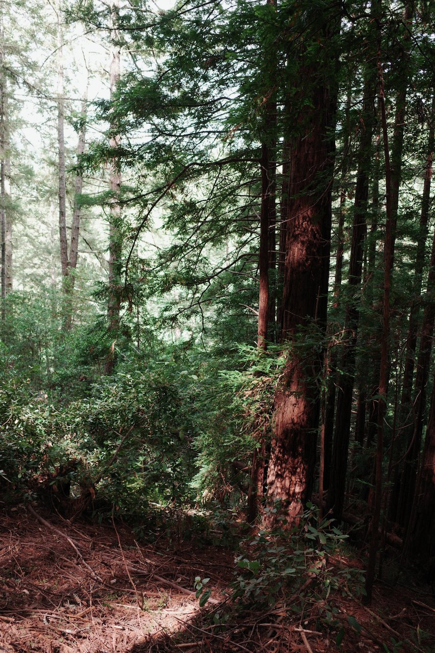 NorCal, photograph 9