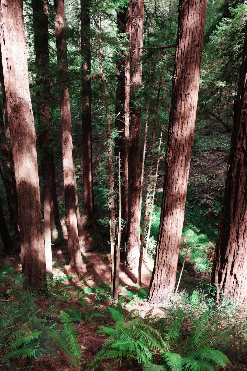 NorCal, photograph 10