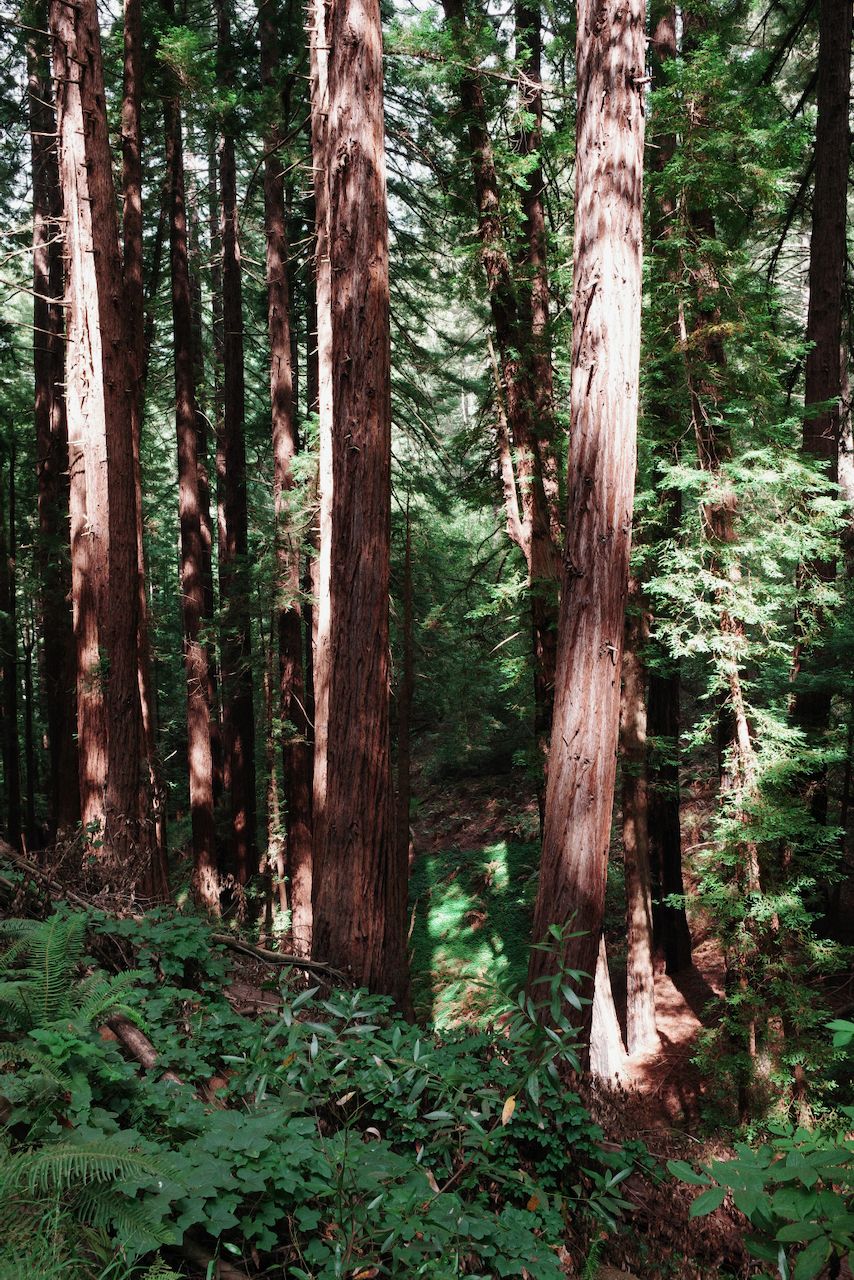 NorCal, photograph 11