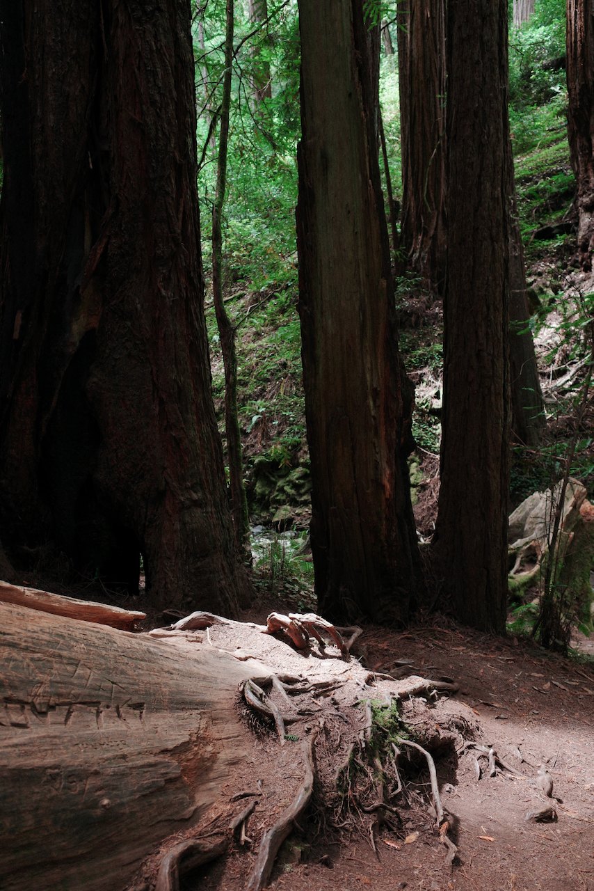 NorCal, photograph 12