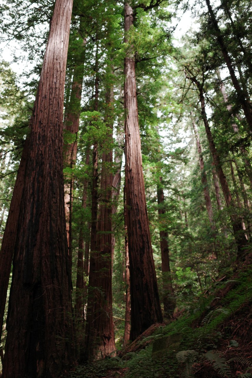 NorCal, photograph 13