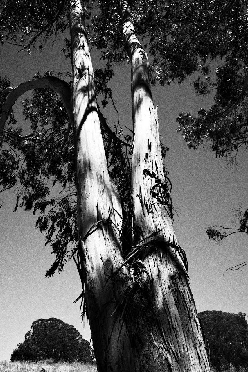 NorCal, photograph 19