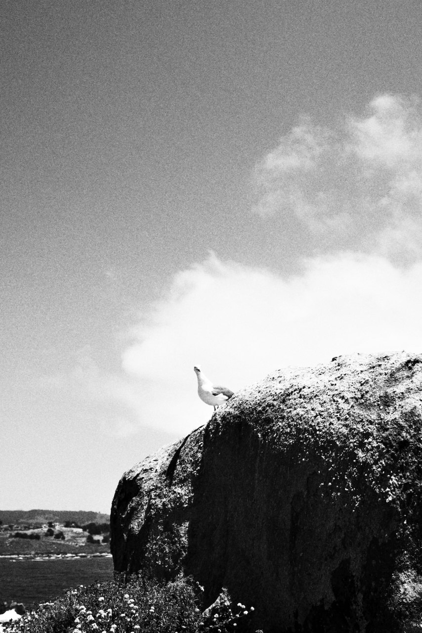 NorCal, photograph 52