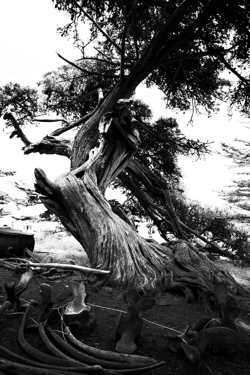 NorCal, photograph 61