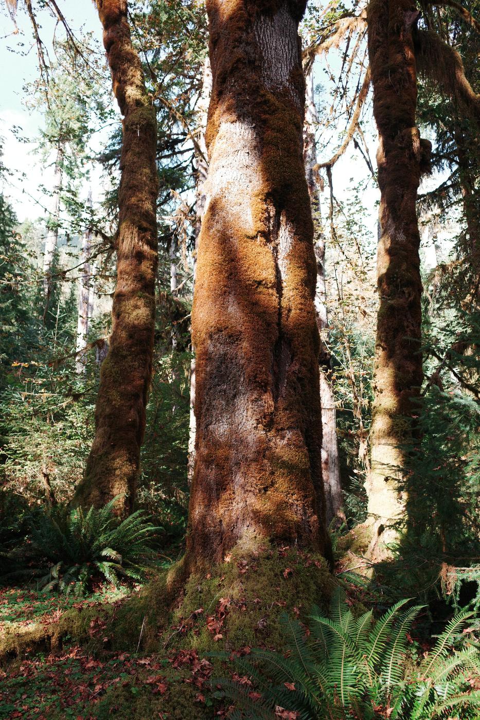 Pacific NW, photograph 100