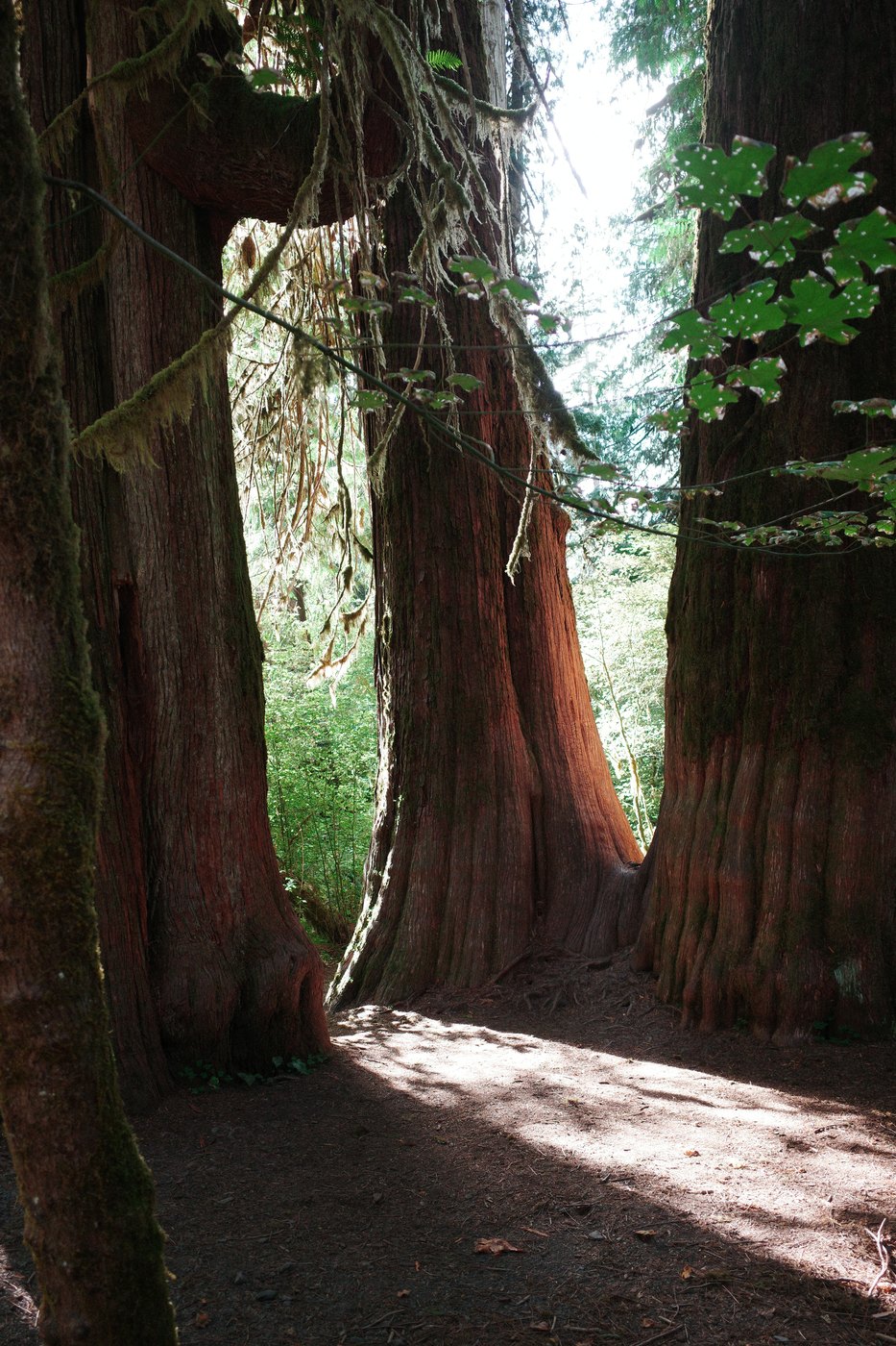 Pacific NW, photograph 101