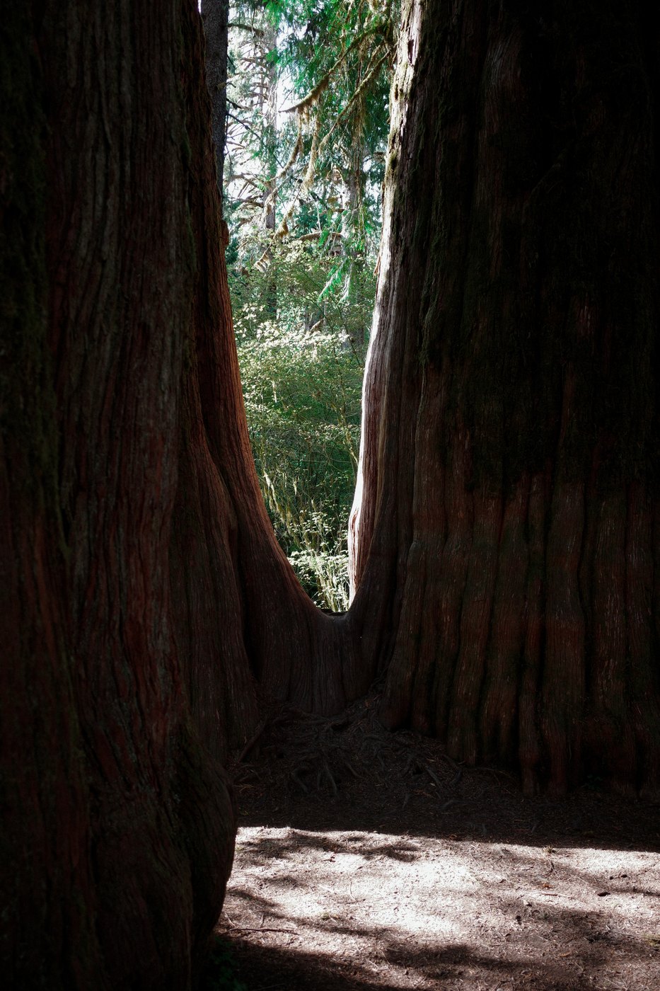 Pacific NW, photograph 102