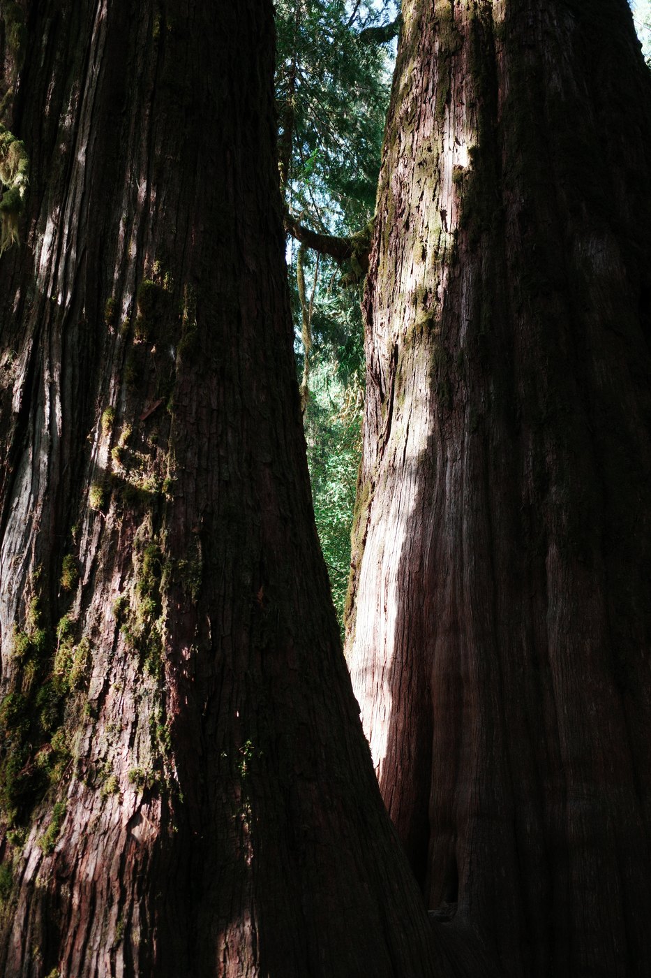 Pacific NW, photograph 103