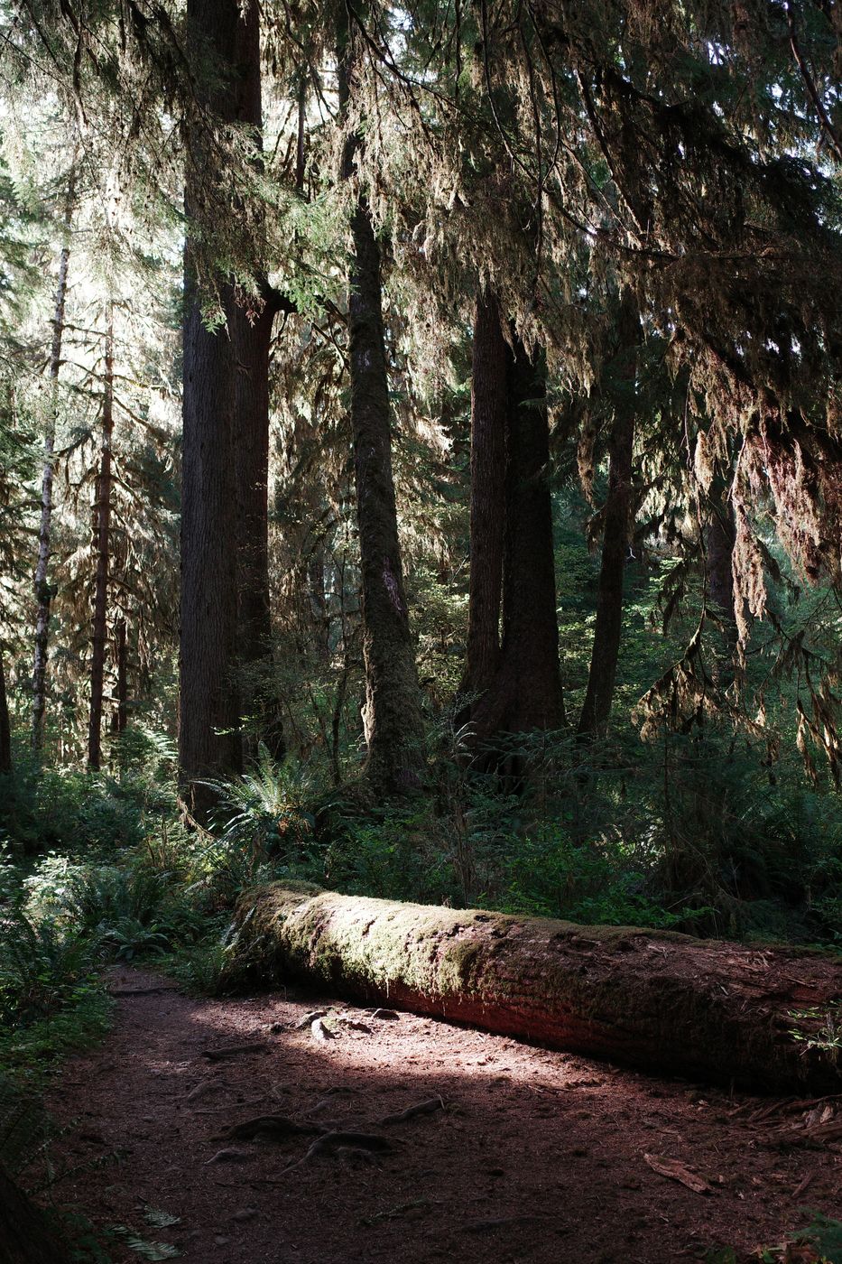 Pacific NW, photograph 107