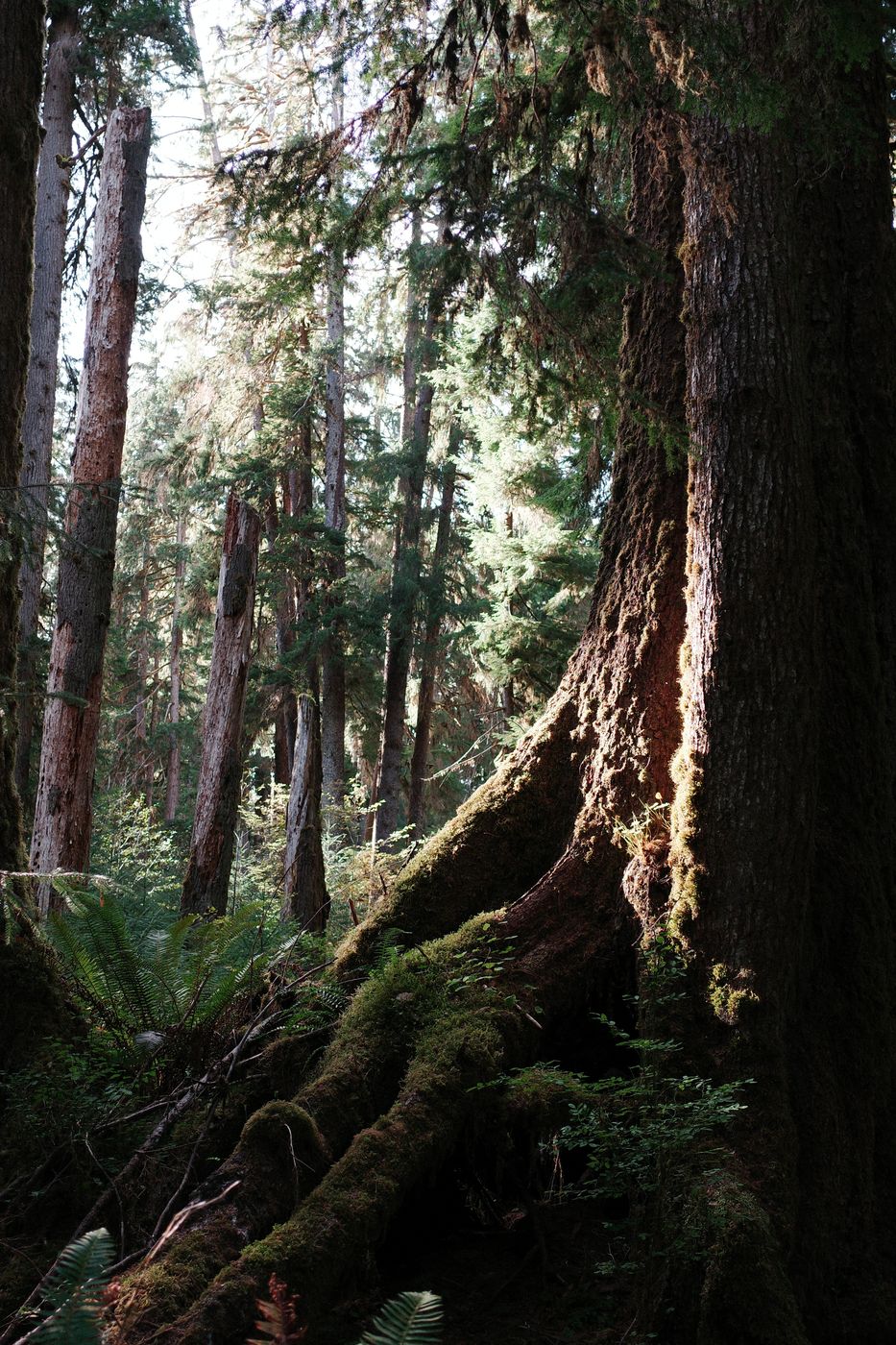 Pacific NW, photograph 108