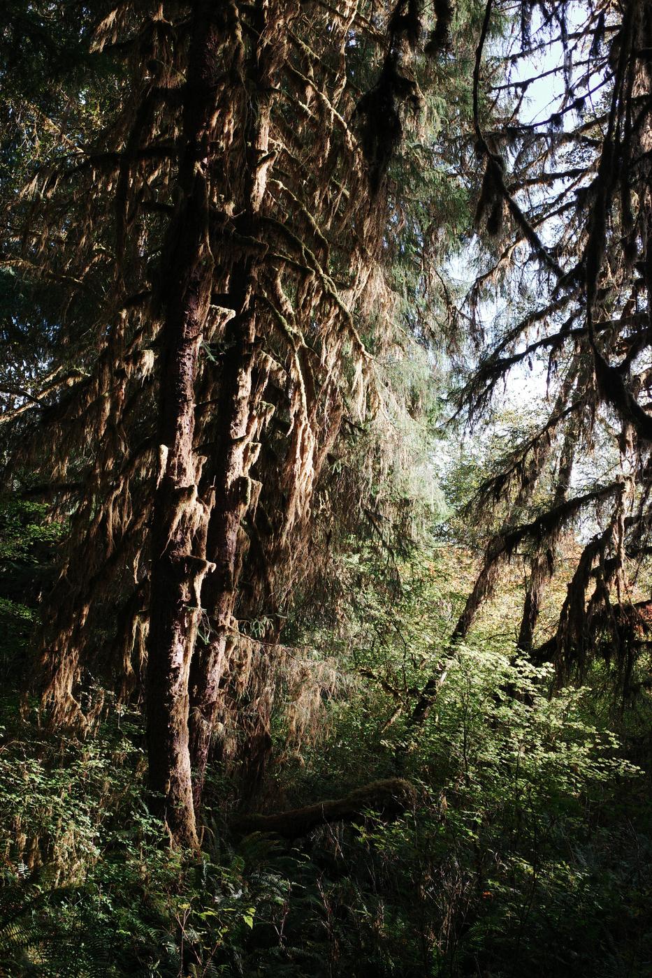 Pacific NW, photograph 109