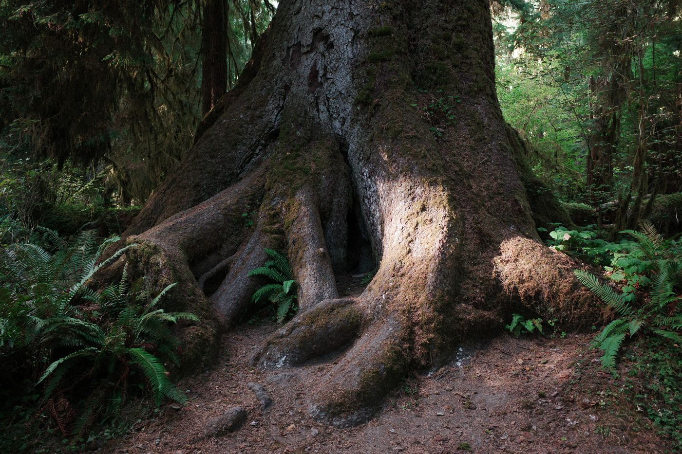 Pacific NW, photograph 110