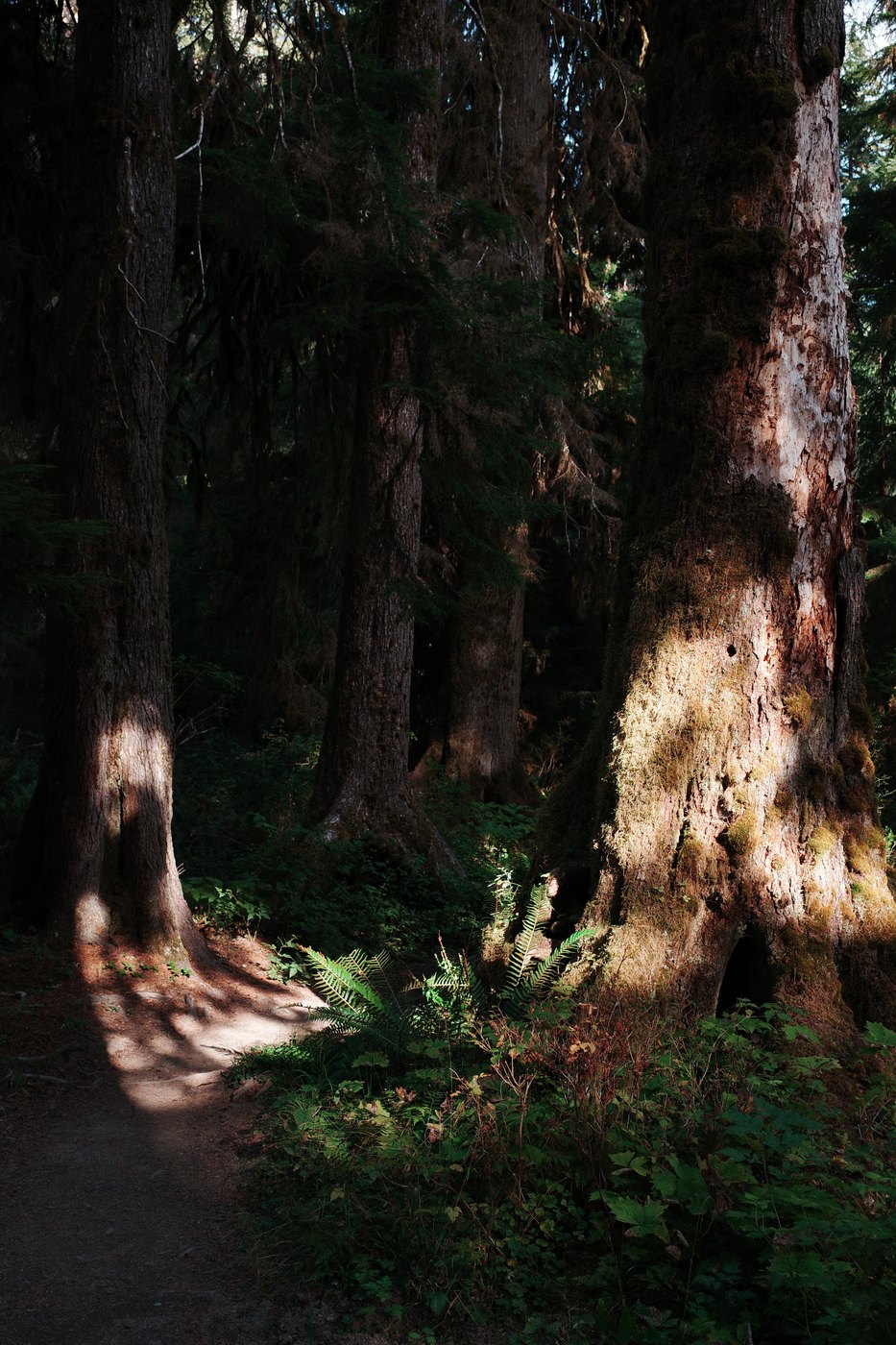 Pacific NW, photograph 112
