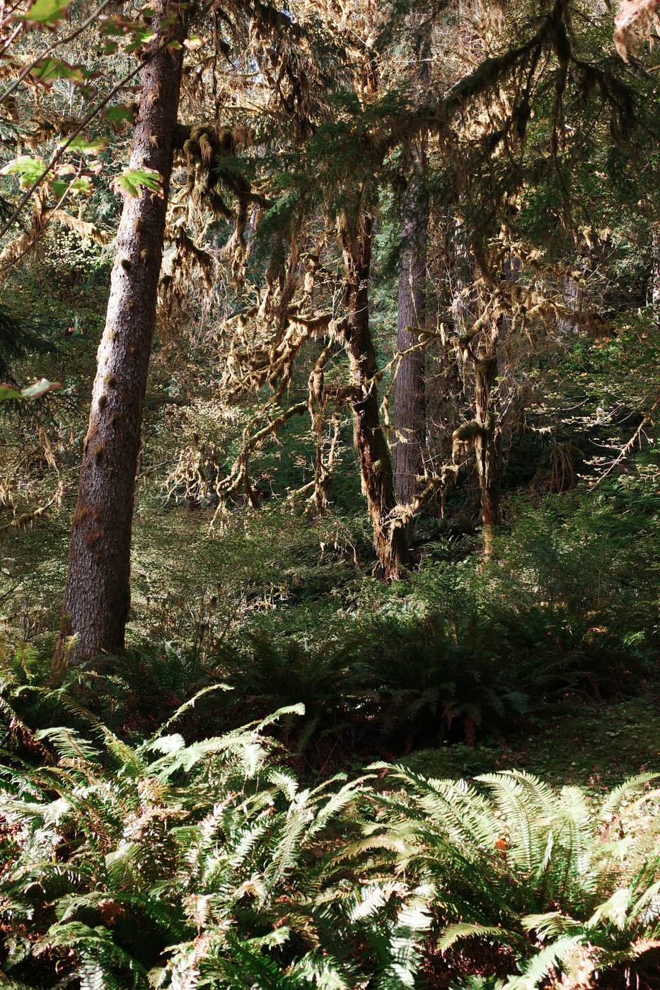 Pacific NW, photograph 114