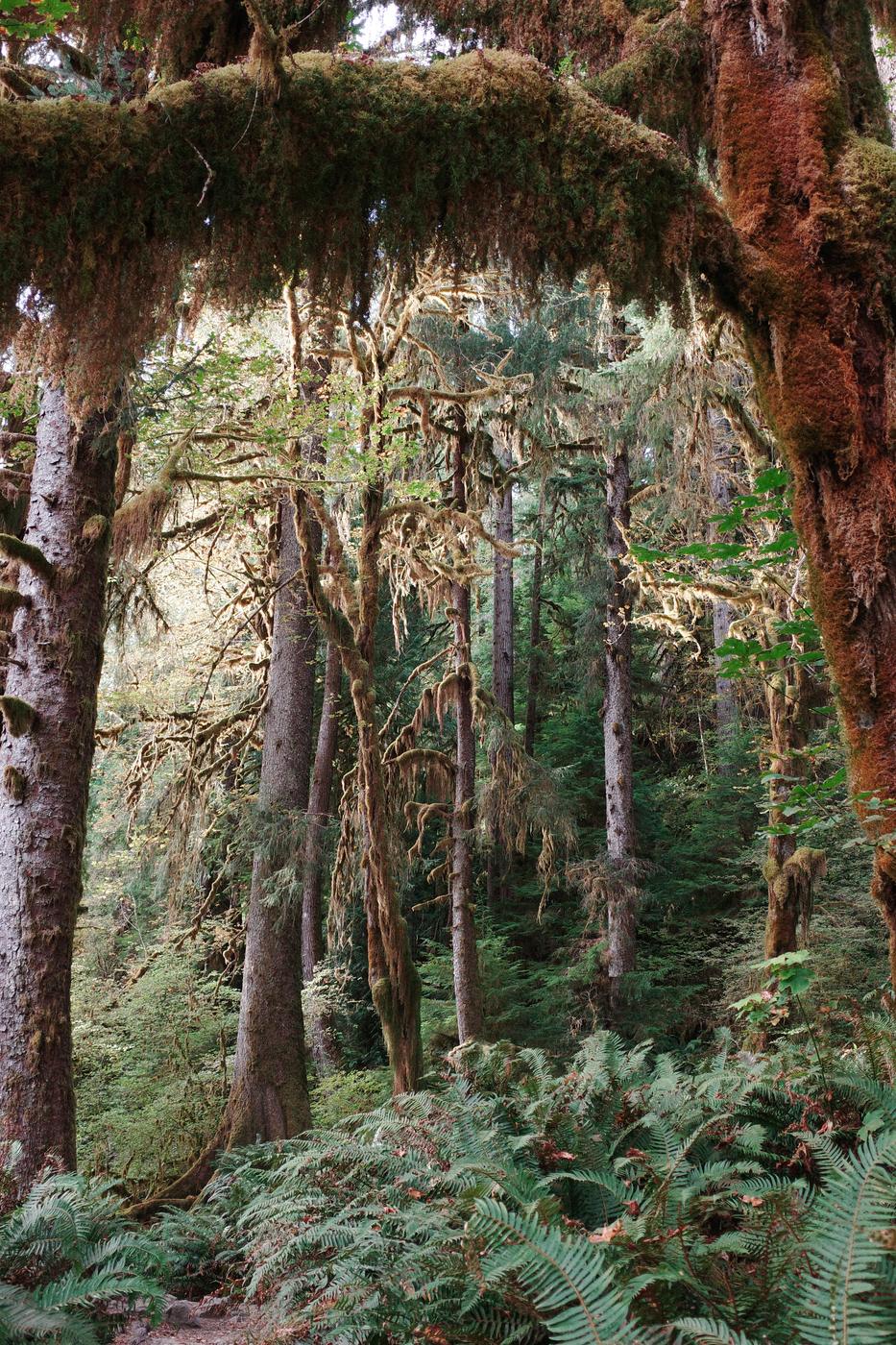Pacific NW, photograph 116