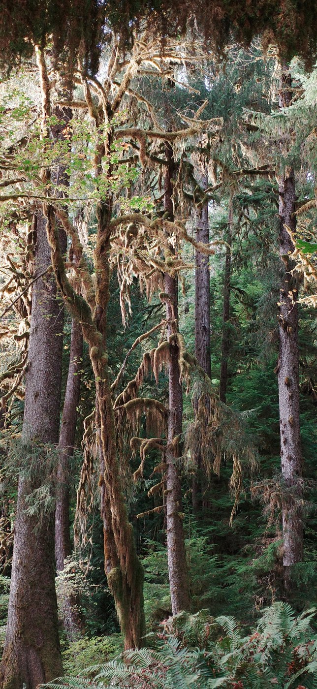 Pacific NW, photograph 117