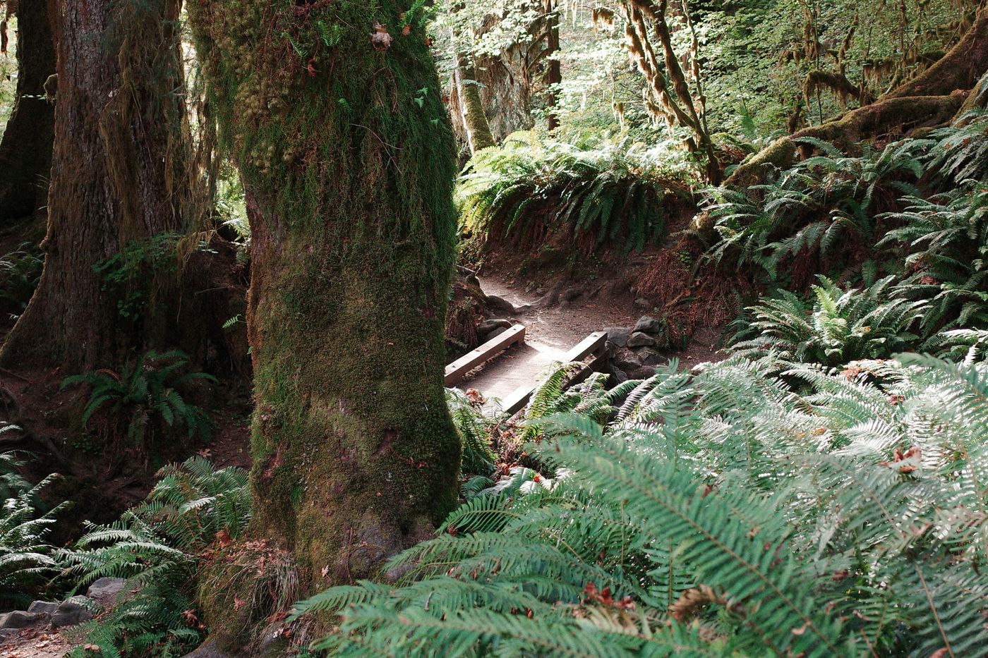 Pacific NW, photograph 119