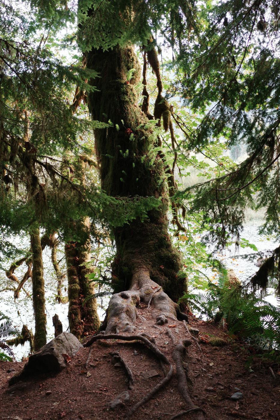 Pacific NW, photograph 120