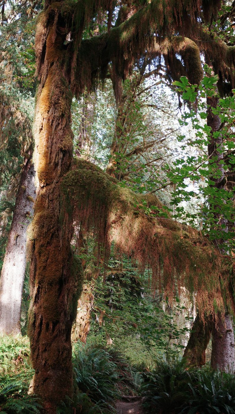 Pacific NW, photograph 121