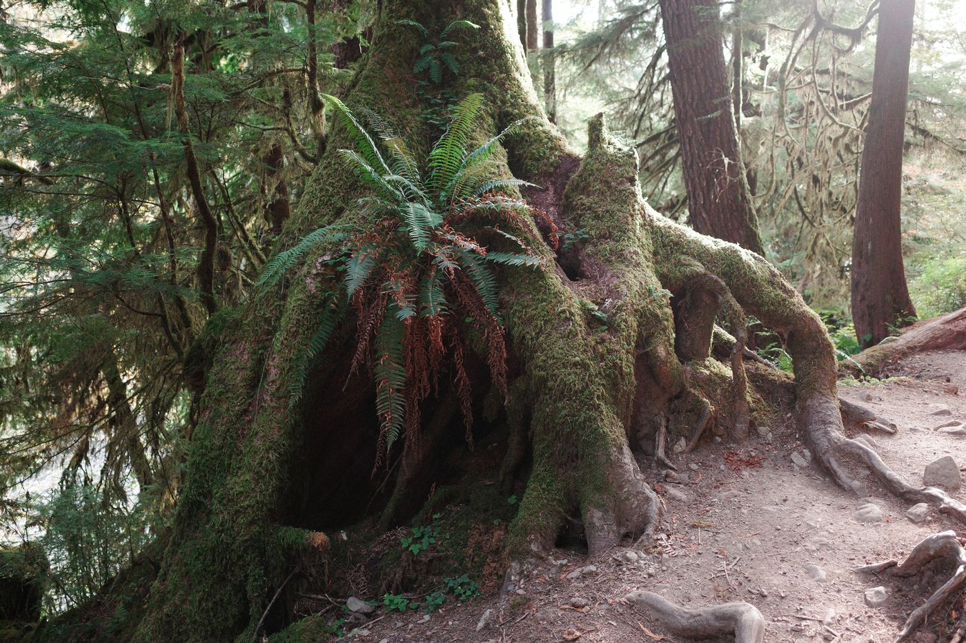 Pacific NW, photograph 123