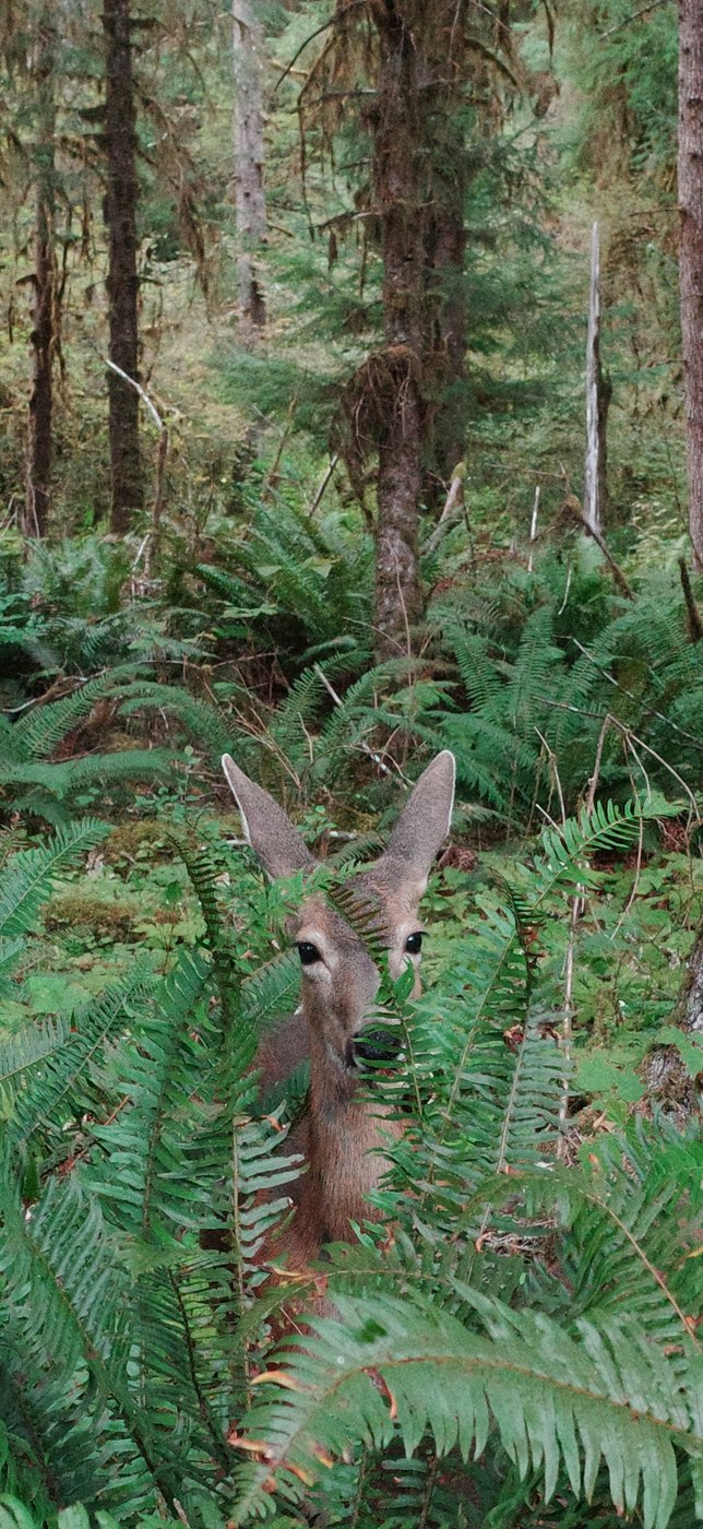Pacific NW, photograph 124