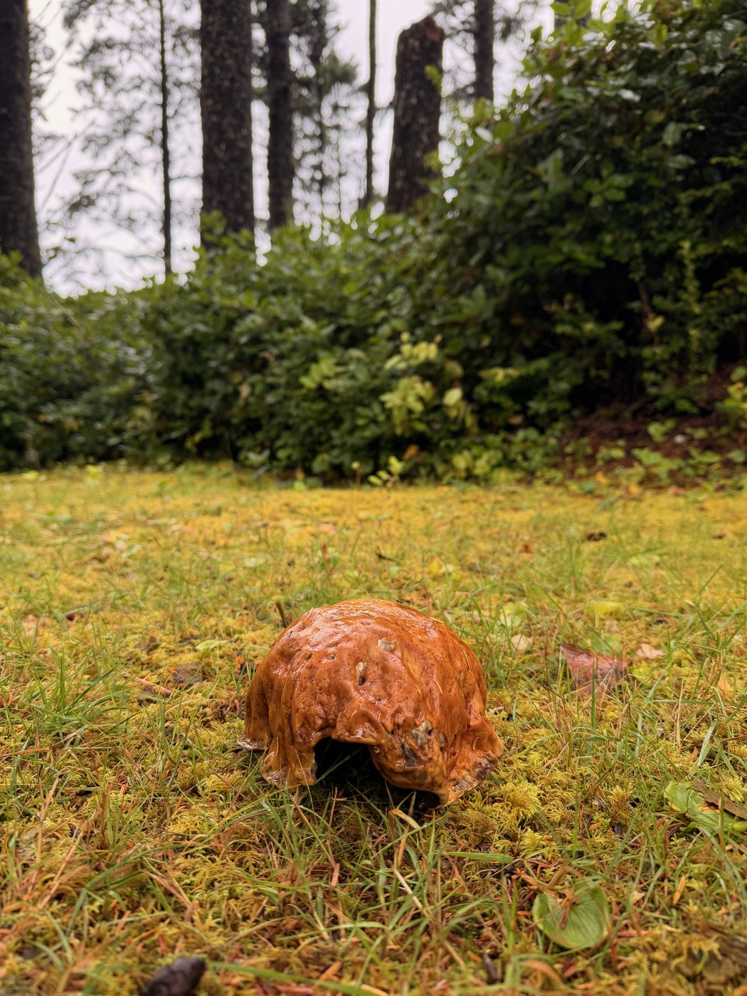 Pacific NW, photograph 125