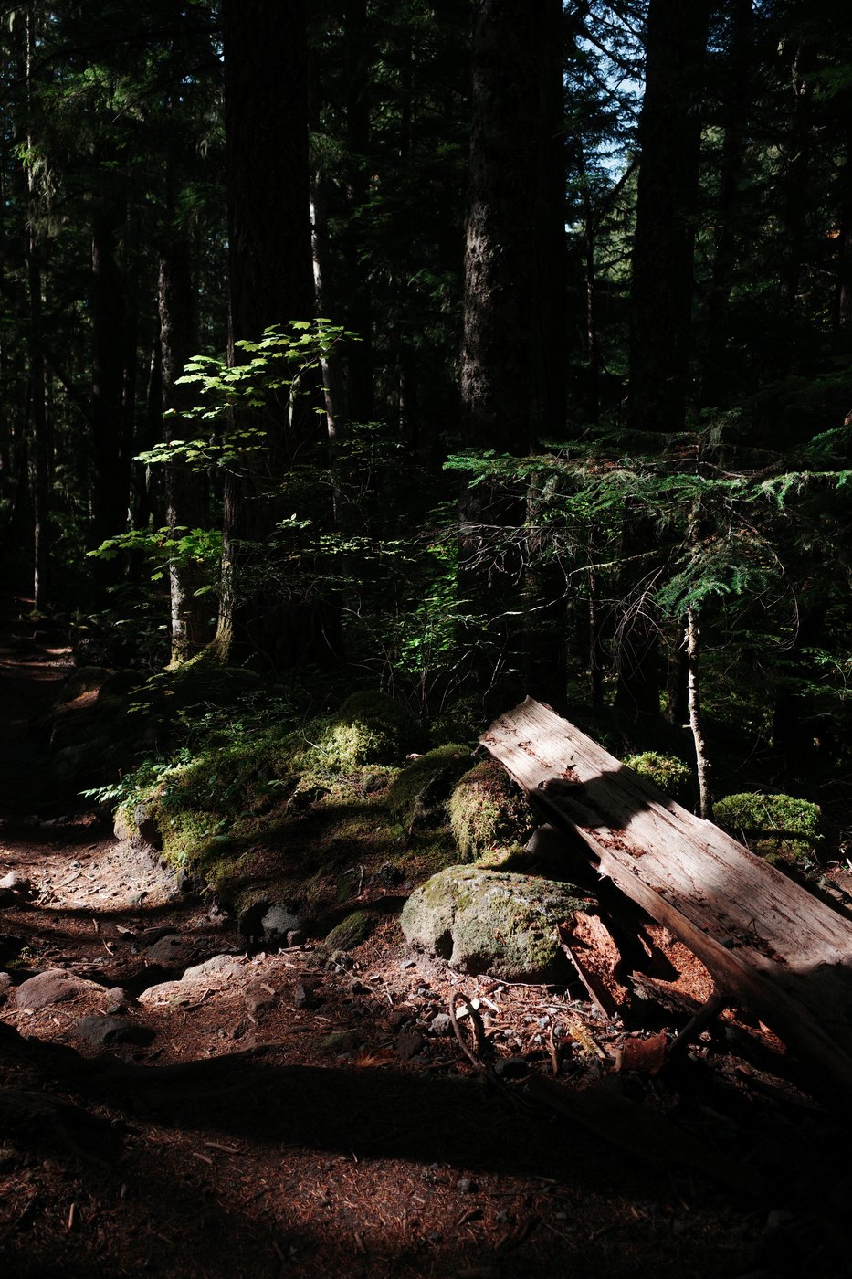 Pacific NW, photograph 151