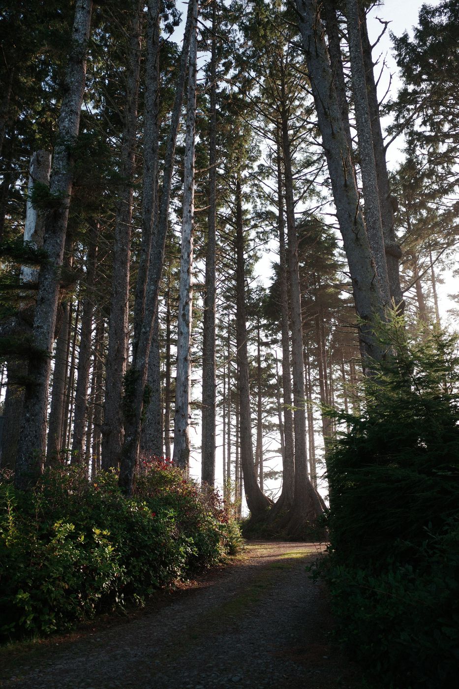 Pacific NW, photograph 20