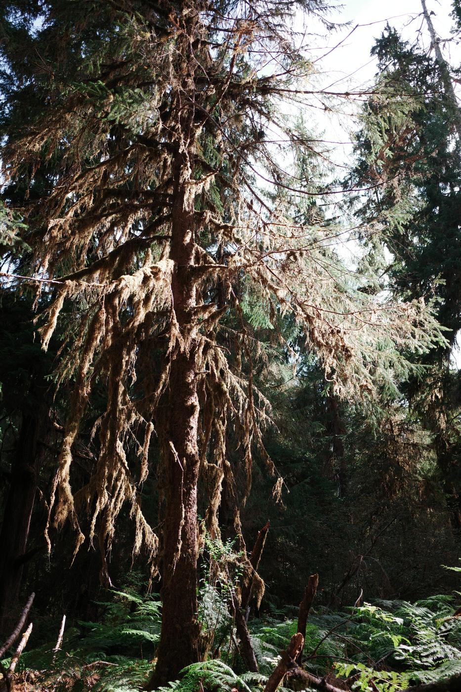 Pacific NW, photograph 57
