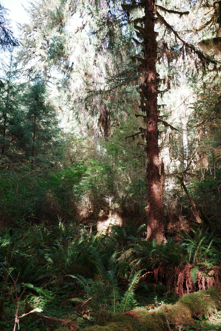 Pacific NW, photograph 59