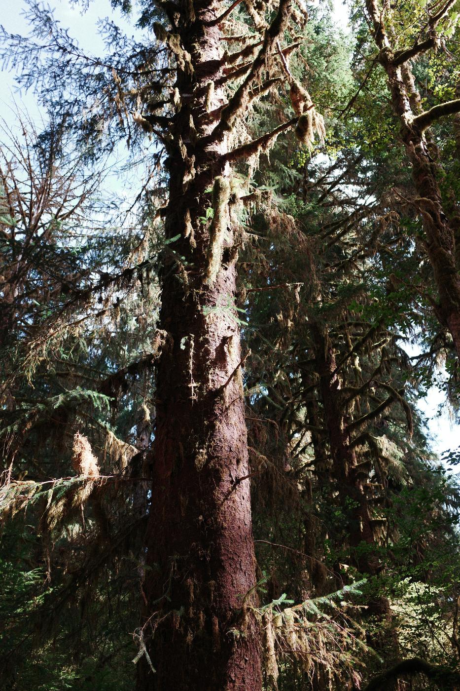 Pacific NW, photograph 60