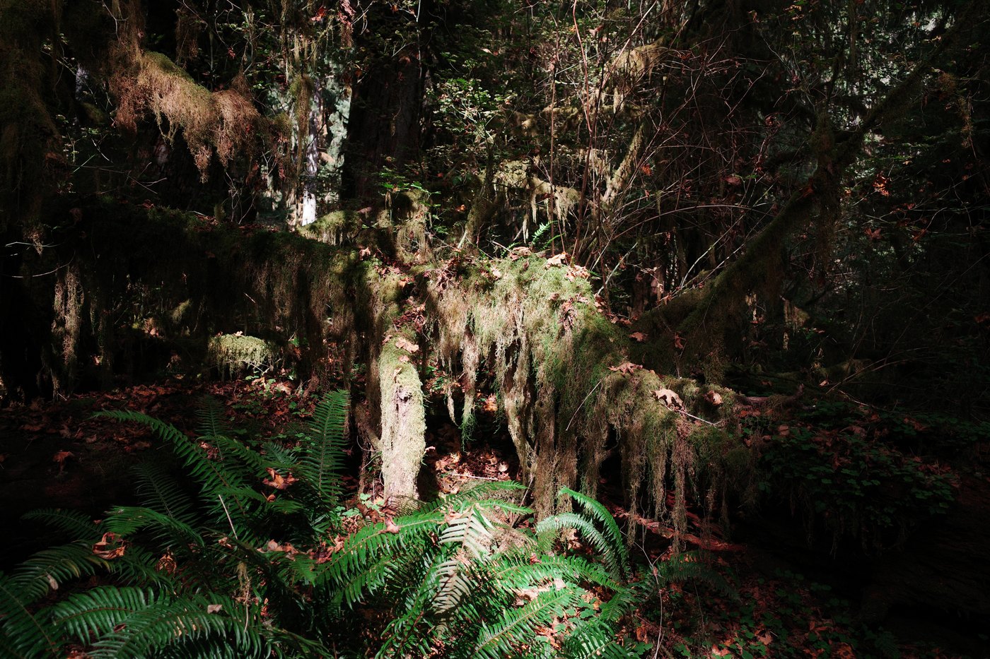 Pacific NW, photograph 61