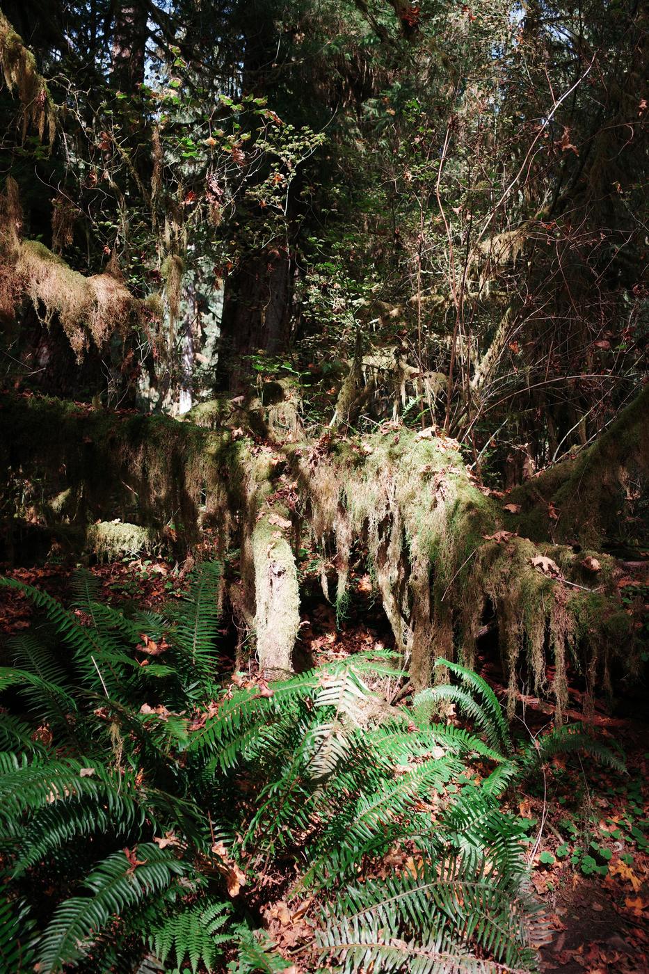 Pacific NW, photograph 62