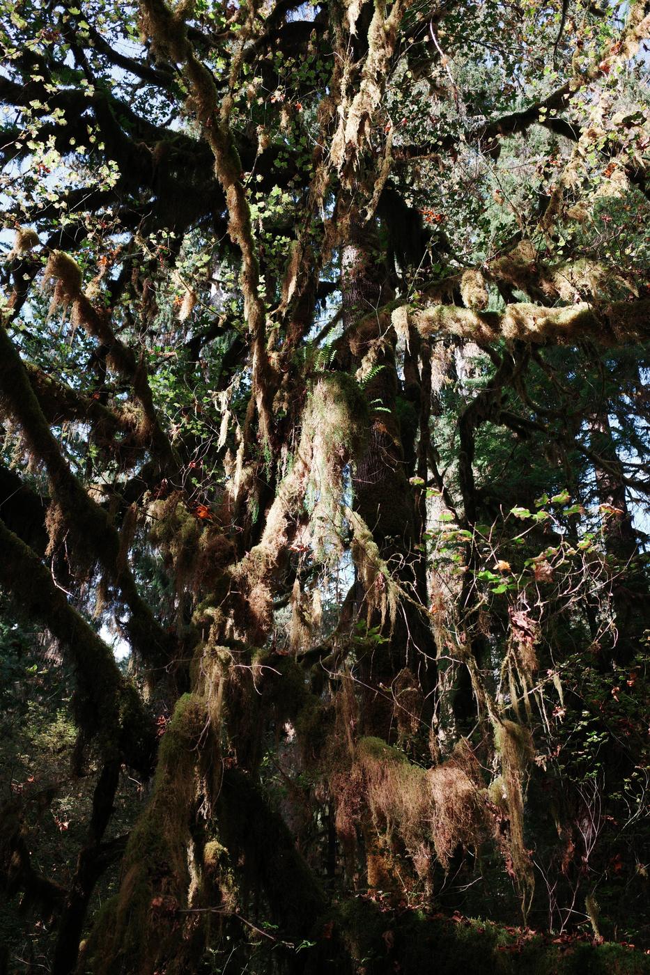 Pacific NW, photograph 63