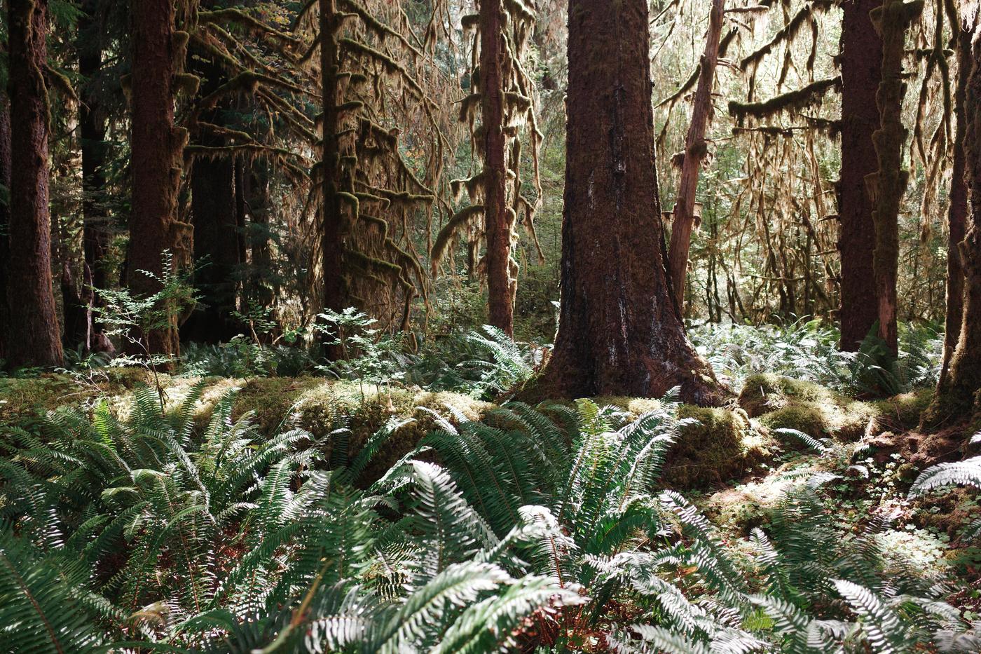 Pacific NW, photograph 66