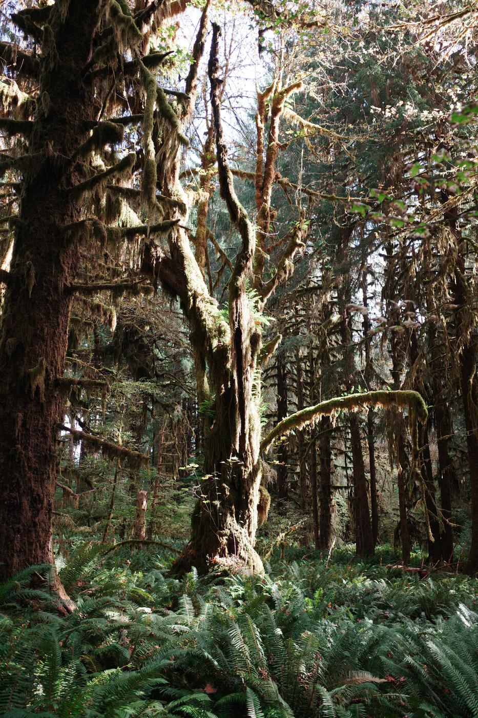 Pacific NW, photograph 68