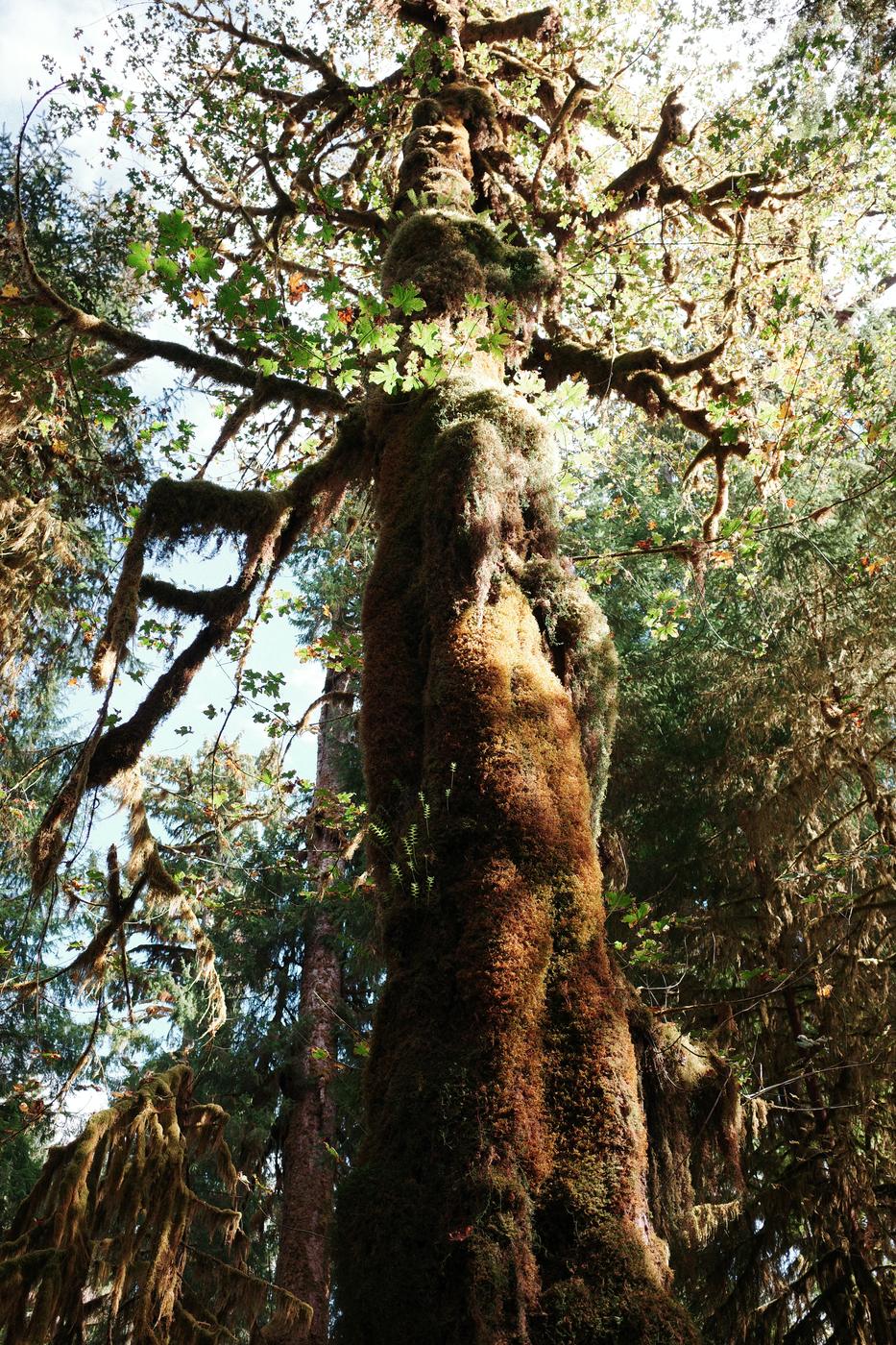 Pacific NW, photograph 70