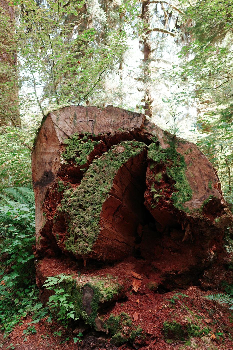 Pacific NW, photograph 71