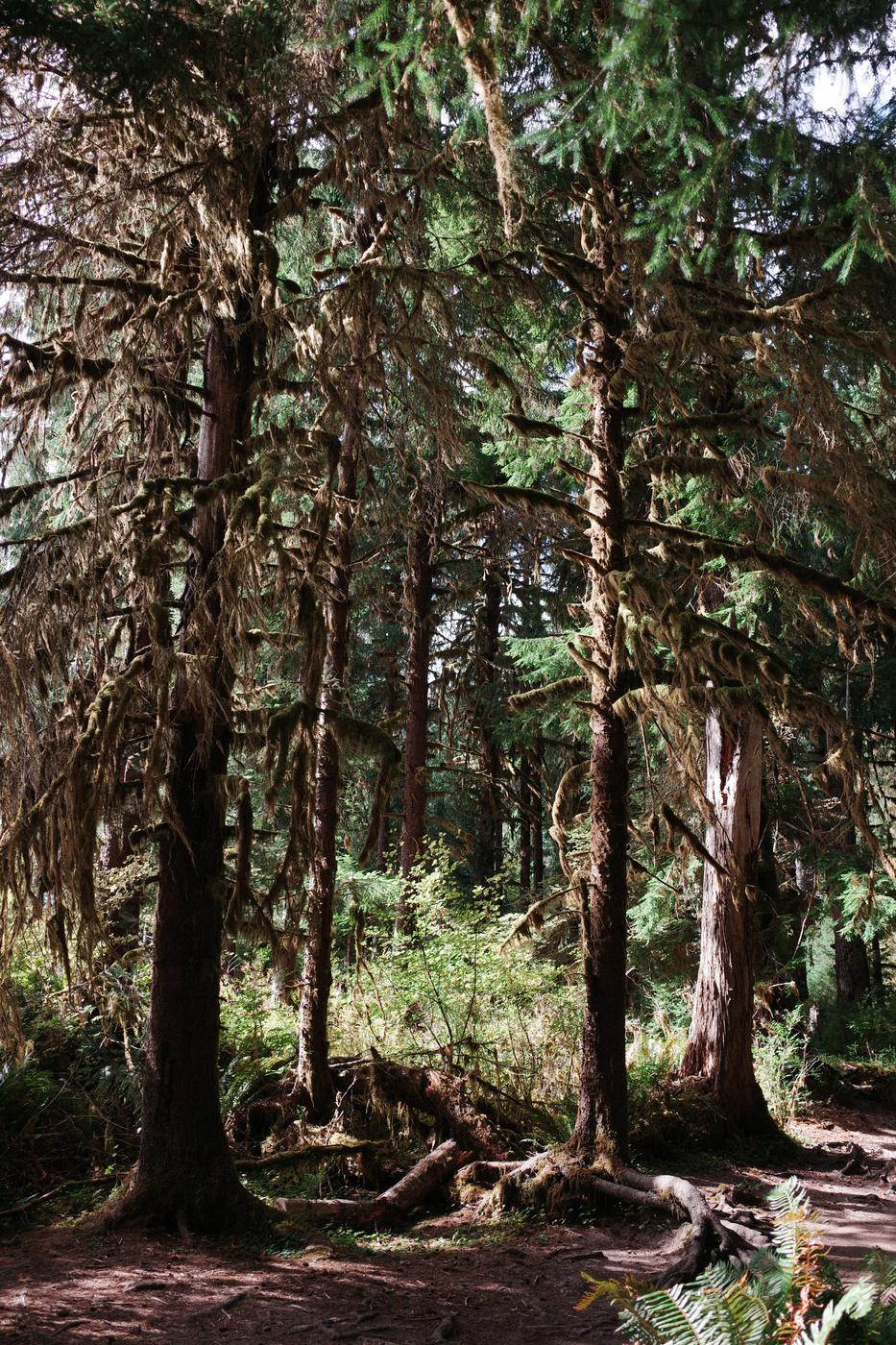 Pacific NW, photograph 73