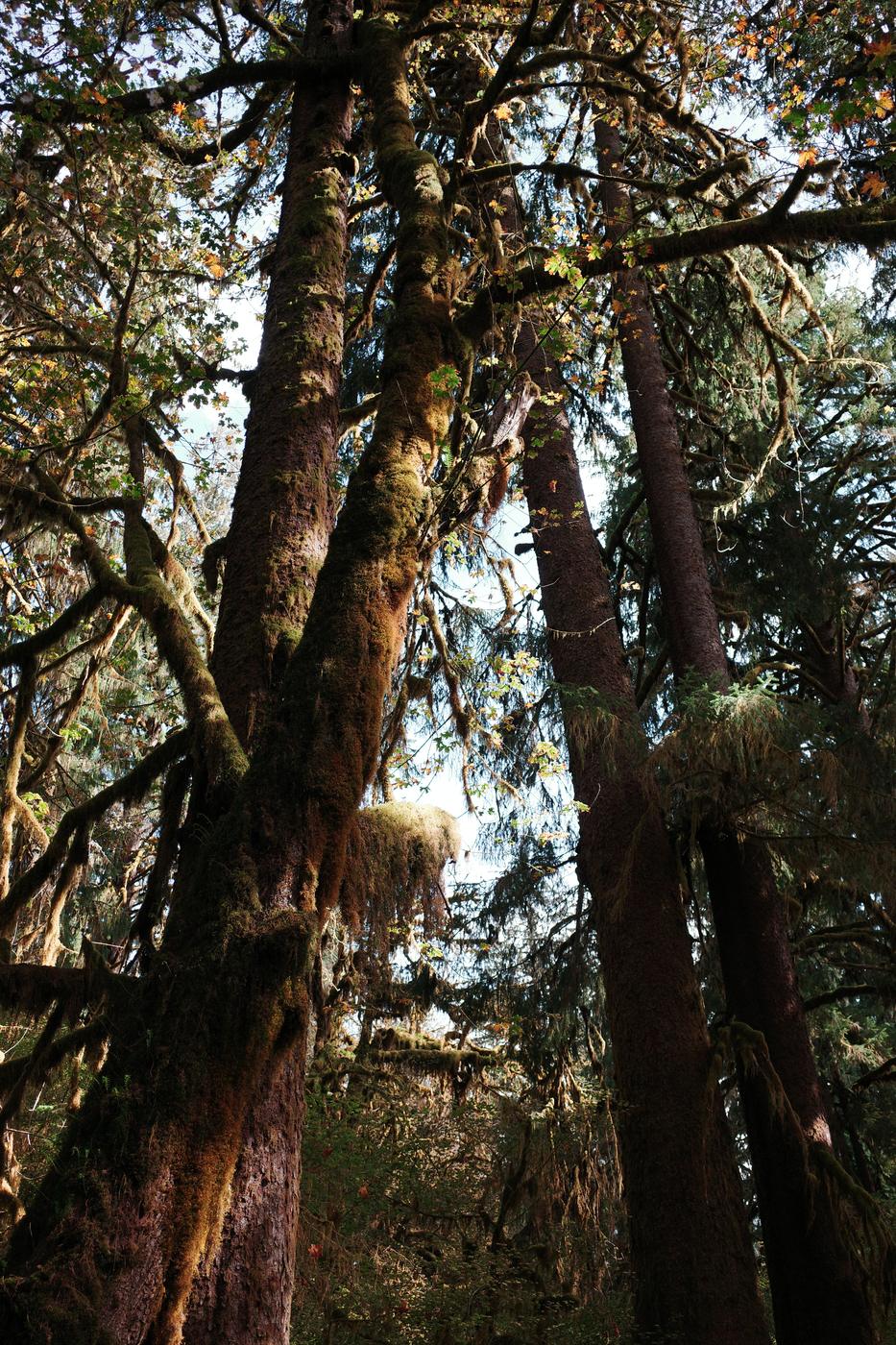 Pacific NW, photograph 74