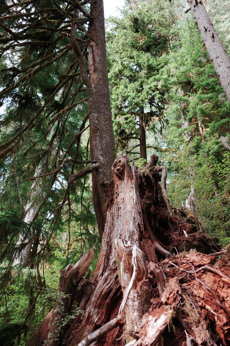 Pacific NW, photograph 77