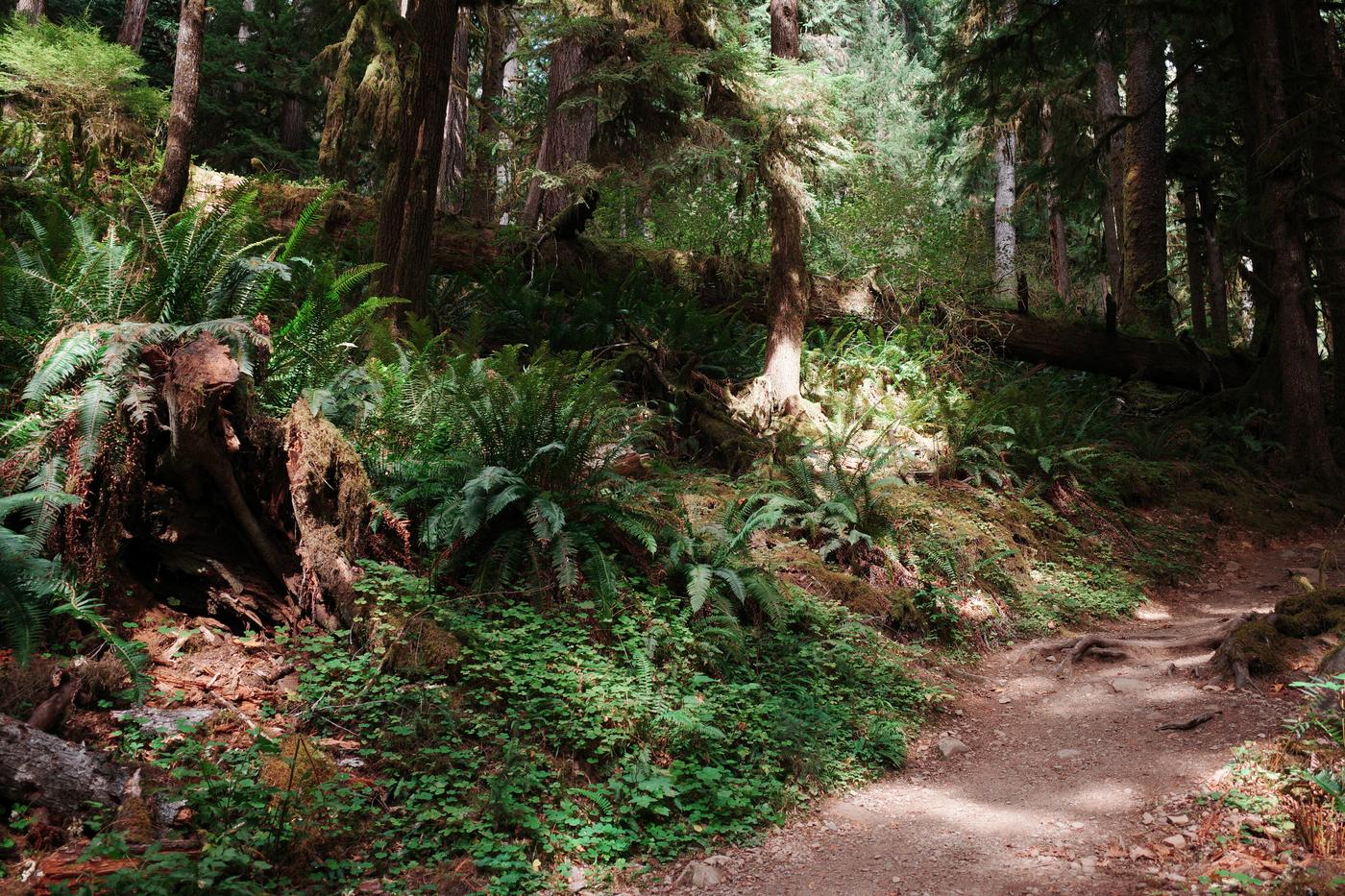 Pacific NW, photograph 78