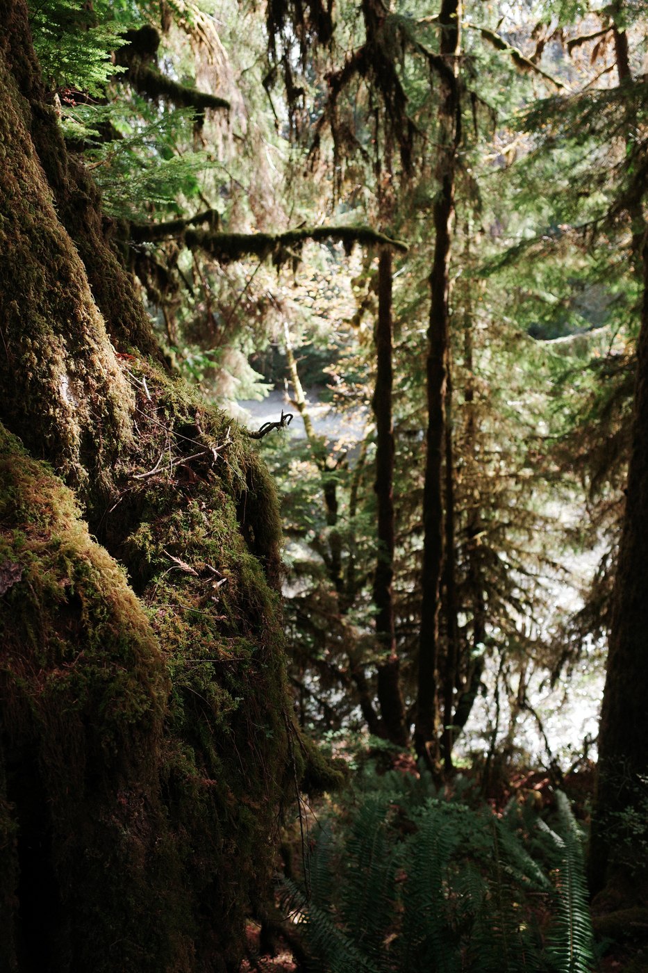 Pacific NW, photograph 79