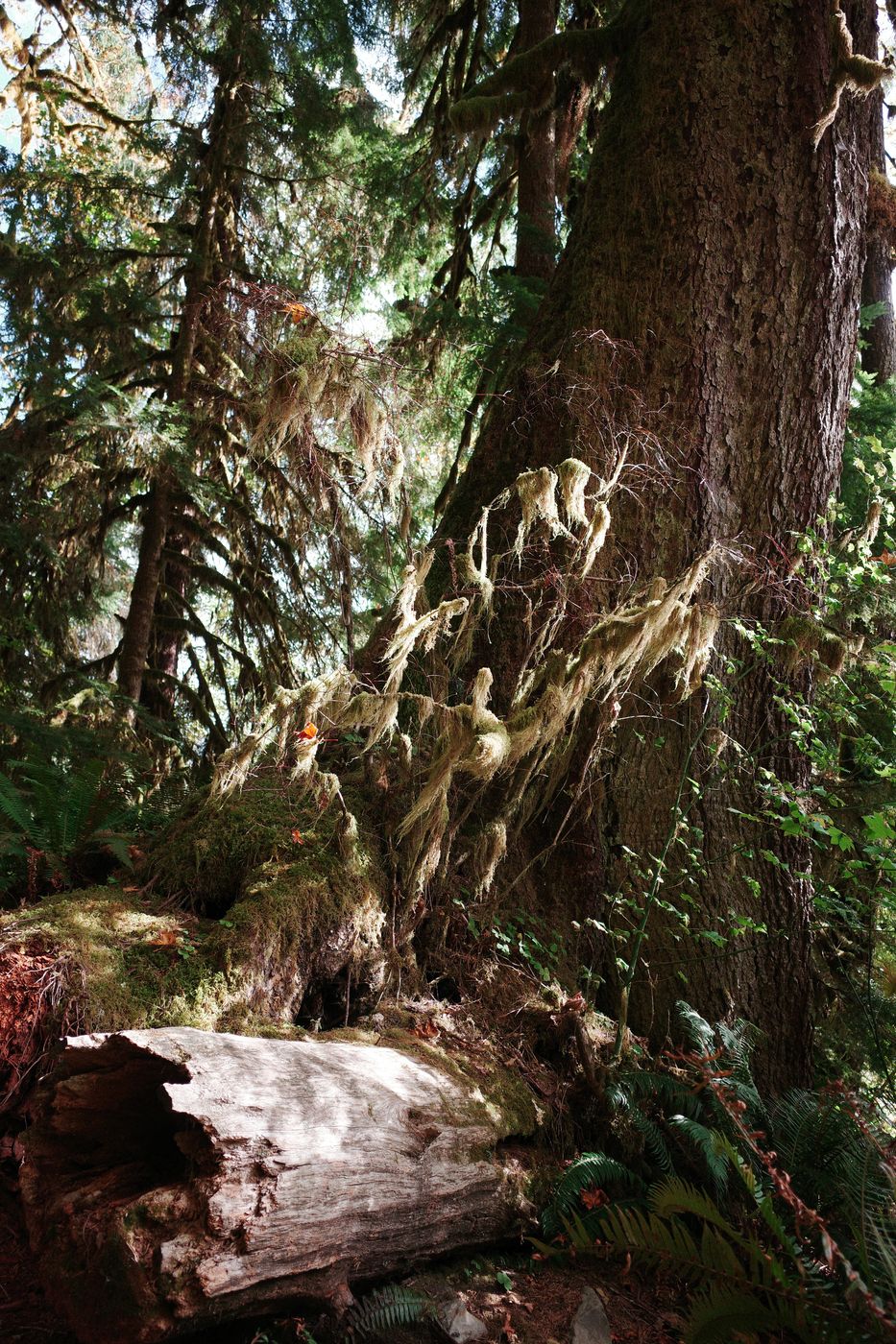 Pacific NW, photograph 83