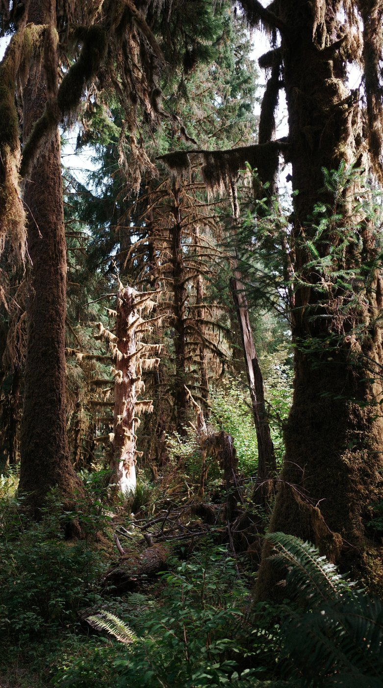 Pacific NW, photograph 86