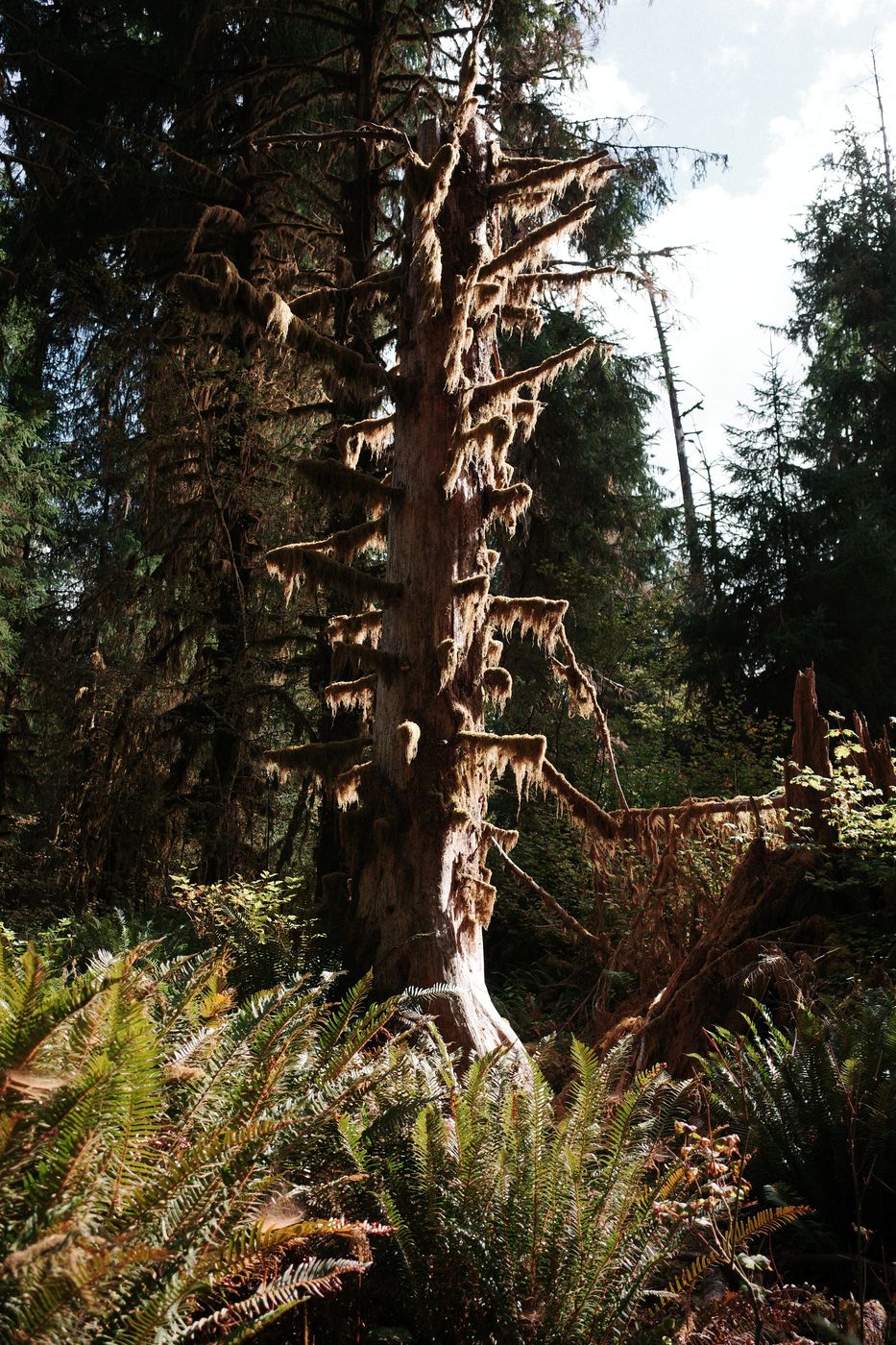 Pacific NW, photograph 87