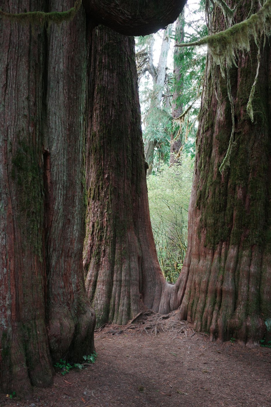 Pacific NW, photograph 88