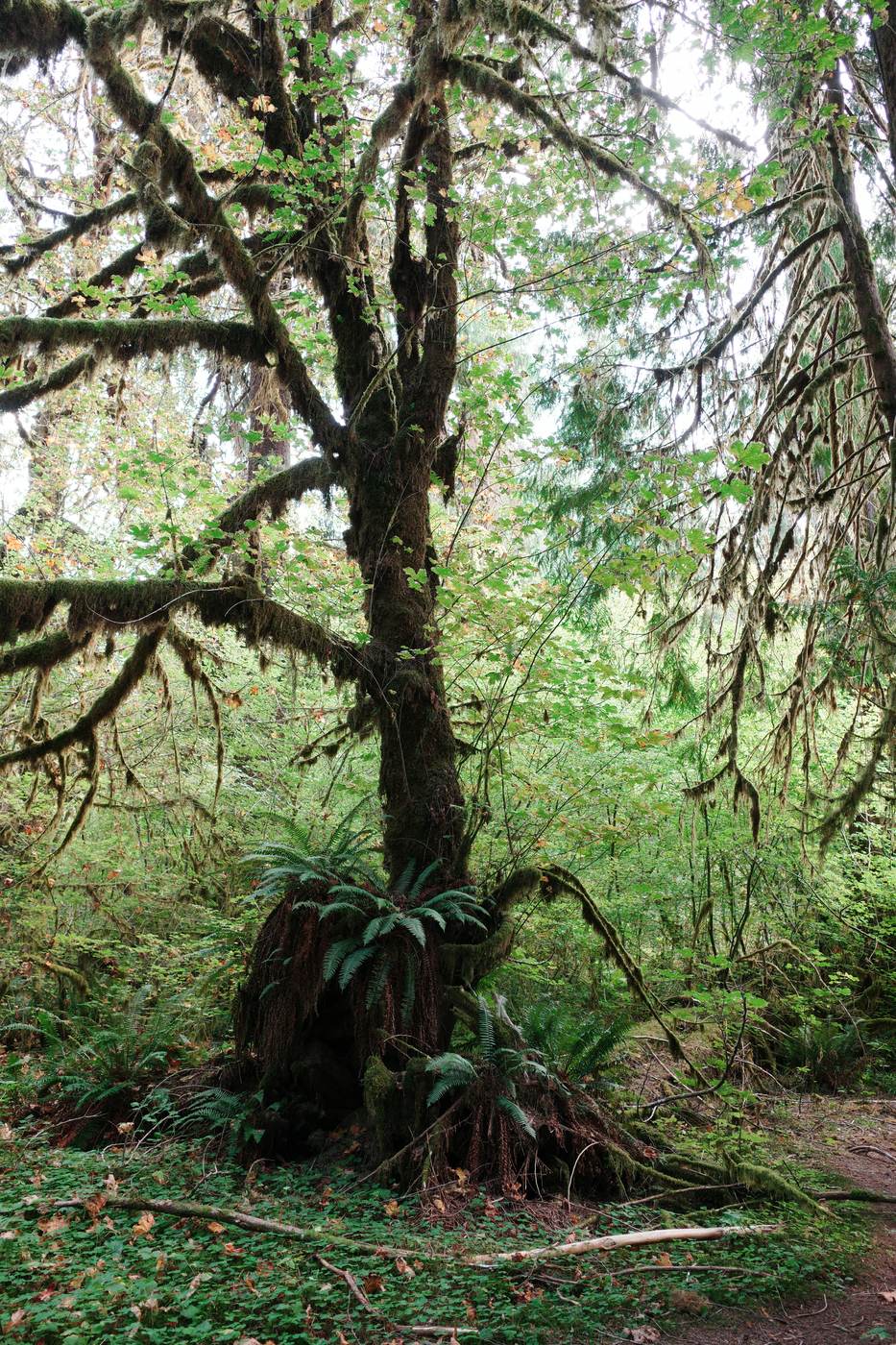 Pacific NW, photograph 89