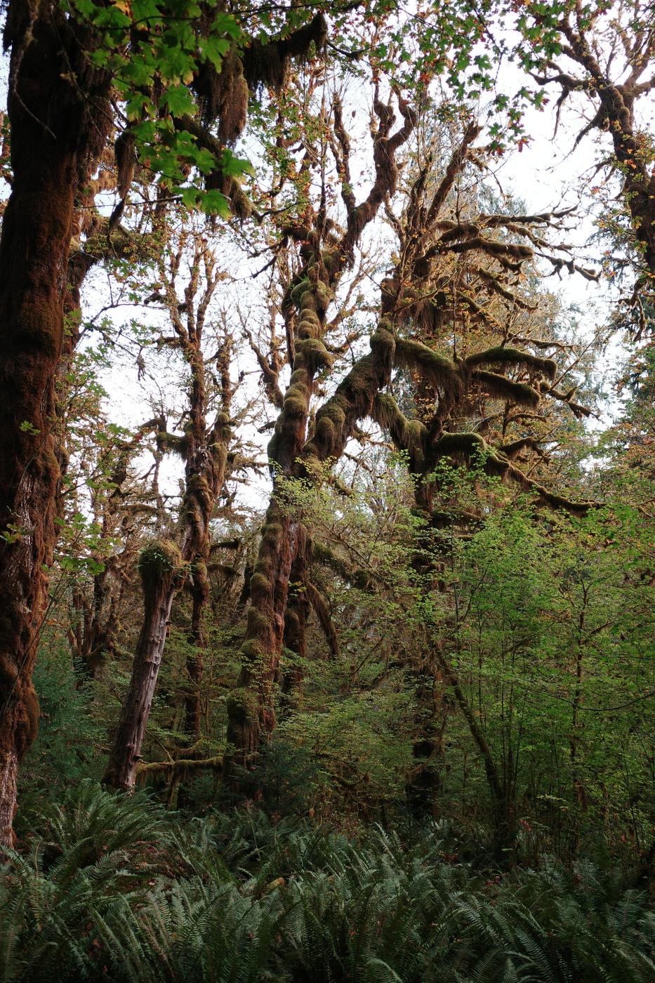 Pacific NW, photograph 90